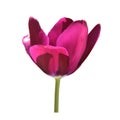 Lilac tulip flower head isolated on white background Royalty Free Stock Photo