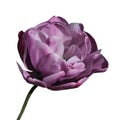 Lilac tulip flower head isolated on white background Royalty Free Stock Photo