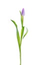 Lilac tulip Royalty Free Stock Photo