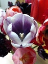 Lilac tulip among multicolored tulips.