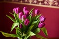 A lilac tulip bud. Macrophoto Royalty Free Stock Photo