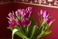 A lilac tulip bud. Macrophoto Royalty Free Stock Photo