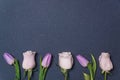 Lilac tulips and pink rose row on dark black background closeup top view. spring season concept. minimal composition. row of Royalty Free Stock Photo