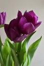 Lilac tulips Royalty Free Stock Photo