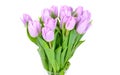 Lilac tulips on the white