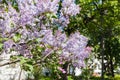 Lilac twigs with flowers in in Kiev city in spring Royalty Free Stock Photo