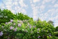 Lilac under the blue sky with clouds Royalty Free Stock Photo