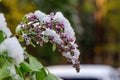 Lilac under ice Royalty Free Stock Photo