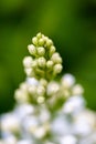 Lilac Vestale, Syringa vulgaris, unopen white flowers macro Royalty Free Stock Photo