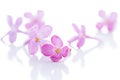 Lilac violet flowers isolated Royalty Free Stock Photo