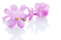 Lilac violet flowers isolated Royalty Free Stock Photo