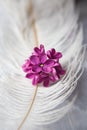 Lilac violet flowers on a white ostrich feather. A lilac luck - flower with five petals among the four-pointed flowers of bright