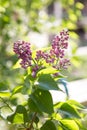 Lilac violet in the setting sun Royalty Free Stock Photo