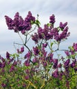 Lilac wait rain Royalty Free Stock Photo