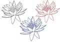 Lilac water lily ore lotus line art illustration. Set of three colored contours. Tropical flowers isolated on background.Flower Royalty Free Stock Photo