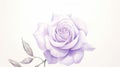 Lilac Watercolor Painting Of A White Rose With Exquisite Detail Royalty Free Stock Photo