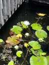 Lilac waterlily in pond Royalty Free Stock Photo