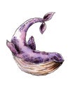 Lilac whale, watercolor drawing on a white background.