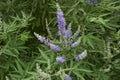 Vitex agnus-castus shrub in bloom Royalty Free Stock Photo