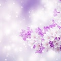 Lilac and white blurred background with soft purple and white flowers- illustration Royalty Free Stock Photo