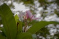 Lilac and white flower in the middle of the city Royalty Free Stock Photo