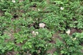 Lilac and white flowers appeared on potato tops. Royalty Free Stock Photo