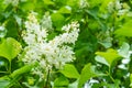 Lilac white flowers branch bouquet