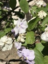 lilac and white flowers of Brunfelsia australis Royalty Free Stock Photo