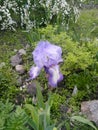 Lilac with white iris on a background of green grass and leaves