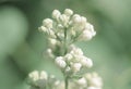 Lilac white macro photo