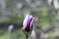 A lilac-white magnolia bud close up shot on a blurred blooming garden