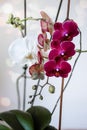 Lilac and white orchids. Inflorescence of purple and white orchid flowers on the branches with leaves.