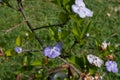 lilac and white scented flowers of a Paraguayan jasmine