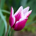 Lilac and white tulip . photo