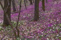 Lilac, white and violet fumewort flowers in early spring forest in Kyiv