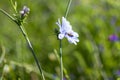 Lilac and white wild flower is visited by bee Royalty Free Stock Photo