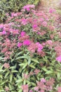 Lilac wild flower in meadow in sunny summer. Pink spring with blue sky in background. Vintage style and soft focus Royalty Free Stock Photo