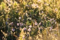 Lilac wildflowers among lush grass in the golden rays of the set Royalty Free Stock Photo