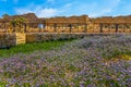 Lilac wildflowers on the seashore