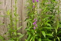 Lilac wildflowers under the old village fence Royalty Free Stock Photo