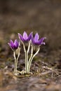 Lilac wind-flower (pulsatilla) Royalty Free Stock Photo