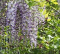 lilac wisteria flower