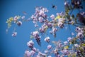 Lilac Wisteria flower