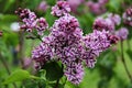 Lilac Wonder Lilac Branch at the Royal Botanic Garden of Burlington, Ontario