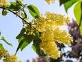 Lilac yellow bunches. Lilac blossoms on a blue sky background. Spring season, beautiful flowers in sunny day, nature detail Royalty Free Stock Photo