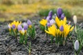 Lilac and yellow Crocus flowers bloom in the garden in early spring