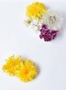 lilac, yellow and white dandelion flowers