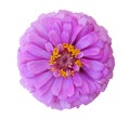 Lilac Zinnia flower top view isolated on white background, clipping path Royalty Free Stock Photo