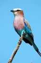 Lilacbreasted roller Royalty Free Stock Photo