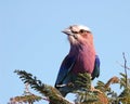 Lilacbreasted roller Royalty Free Stock Photo